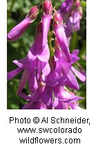 Clusters of bright pinkish purple pea-shaped flowers.