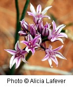 Multiple white flowers with purple lines running up the center of each petal.