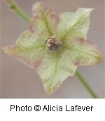 Pale green flower with flecks of purple. Petals come to five points.