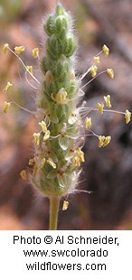 Tiny yellow flowers on a hairy green stem.