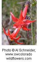 A red tubed flower with five petals