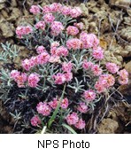 Plant with pink flowers