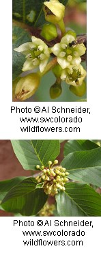 Two images of a plant with pale green flowers.