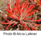 Red flower with numerous thin petals.