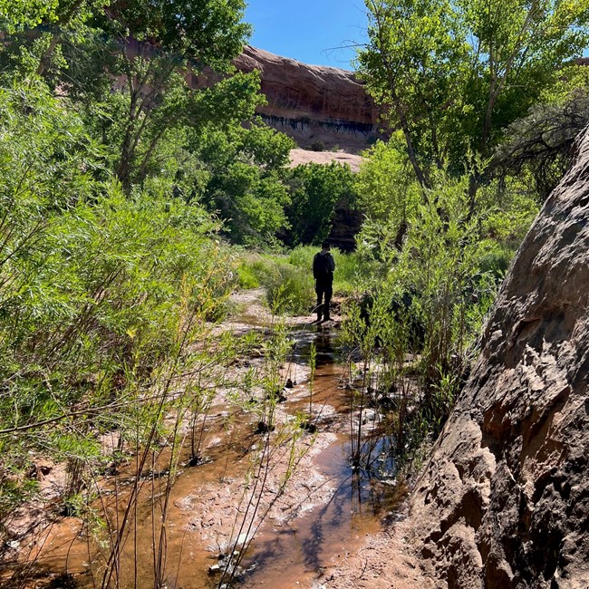 Person walking through mud in densely vegetated wash