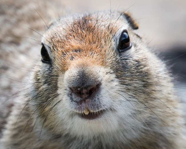 a small animal with soft brown fur and big dark eyes