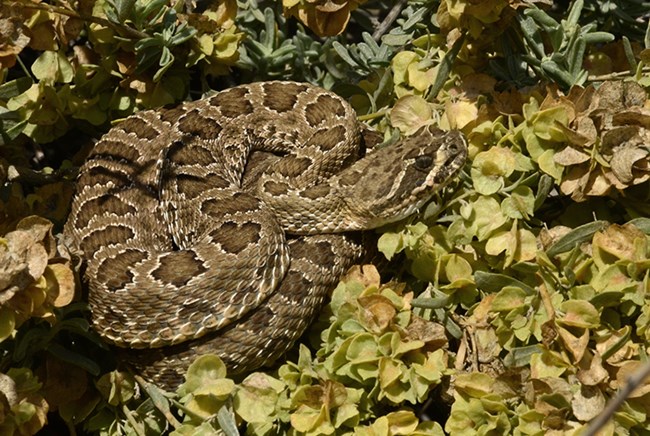 w diamond backed rattlesnake