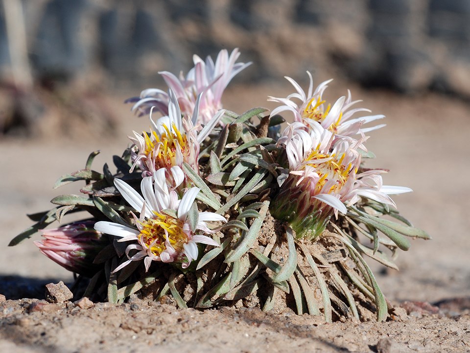 easter daisies