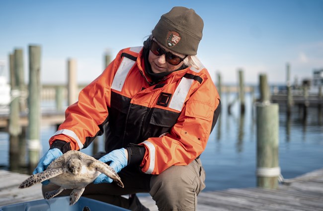 A NPS biologist holds a Green sea turtle. A box is below the turtle. A blurry dock is behind the NPS employee. The employee is only visible from the knee up.