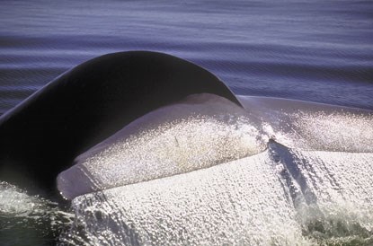 blue whale tail