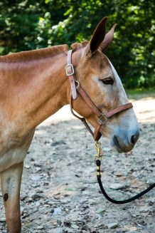 A red sorrel mule with a white face