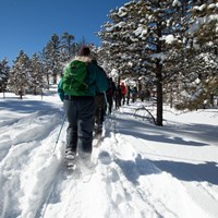 A group of people snowshoeing amongst the trees.