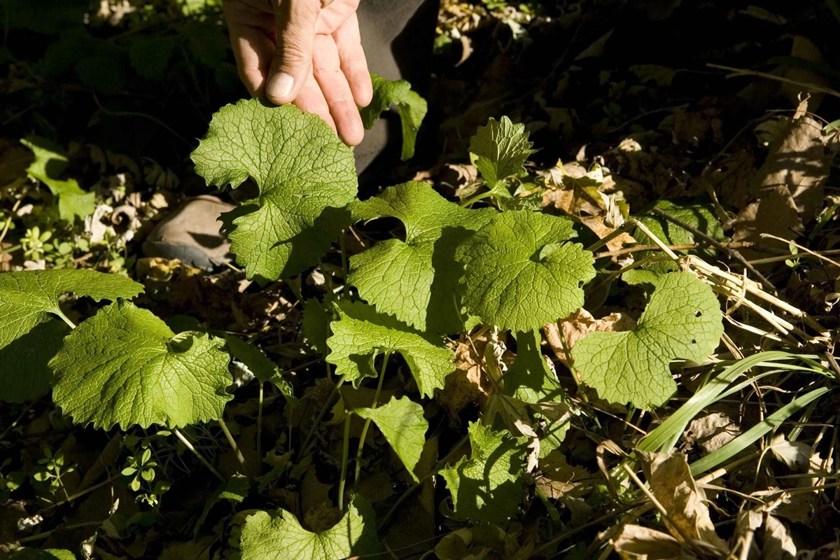 A hand lifting a garlic mustard leaf, highlighting its veins and scalloped shape.