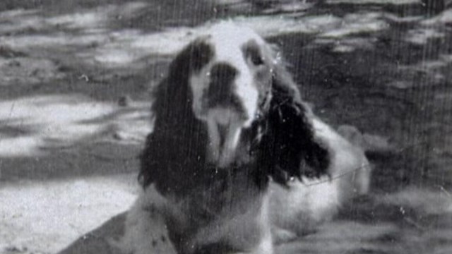 A black and white image of a curly haired dog.