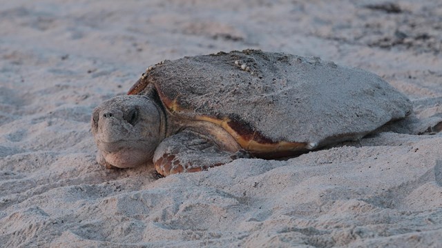 Loggerhead sea turtle on the beach.
