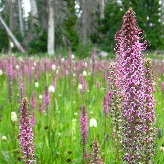 Close up of a elephant flower stalk - has purple flowers that look like tiny elephant heads. 