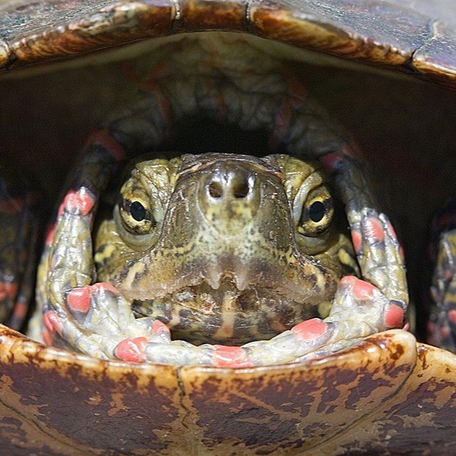 Up close and personal with a midland painted turtle's face.