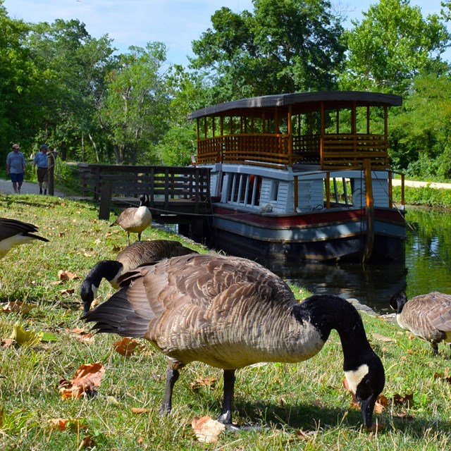 A large boat docked in the canal while Canadian geese feast in the grass.