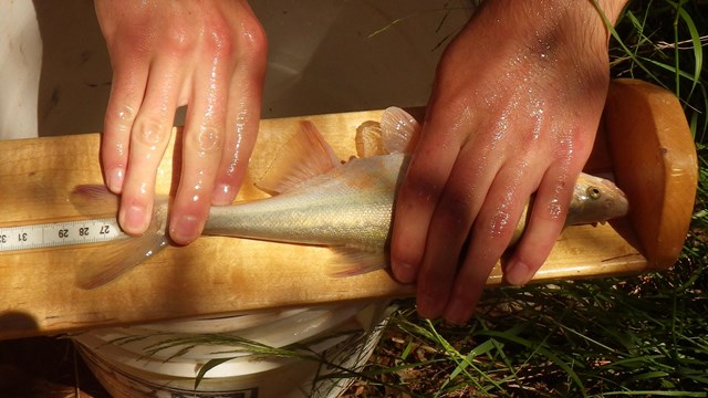 Ranger measuring length of fish on ruler.