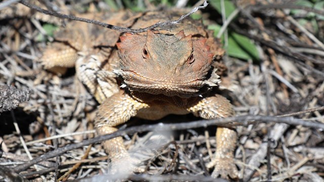 A lizard faces the camera