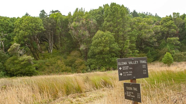 Grassy valley with trees on hill behind and Olema Trail sign in foreground