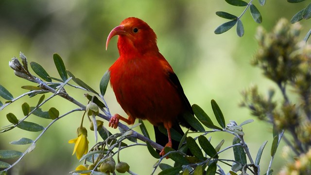 A red, black, and white bird with curved orange beak sits on a tree