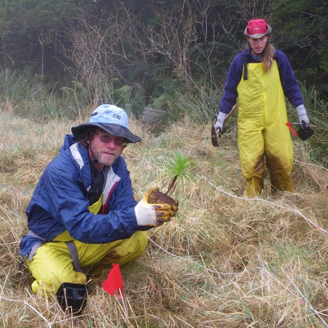 FOLLOWING IN THE BOTANISTS’ FOOTSTEPS: BOTANY OF HALEAKALĀ NATIONAL PARK