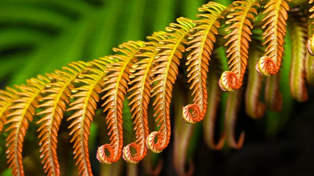 Young ʻamaʻu fern