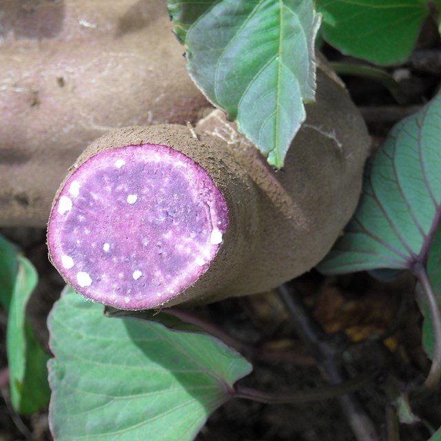 Purple sweet potato sliced open