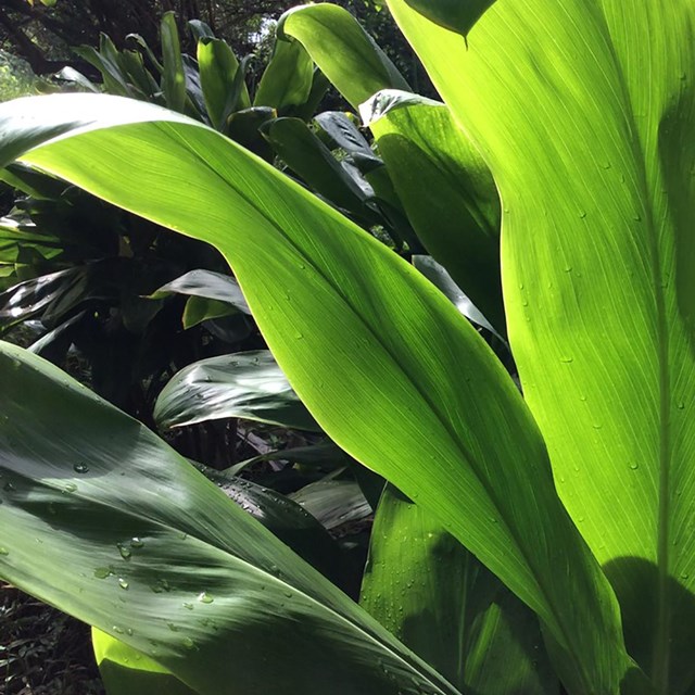 green leaves of a tī plant