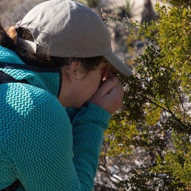 Person smelling a creosote bush