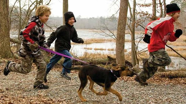 Three boys and a dog running in the woods.