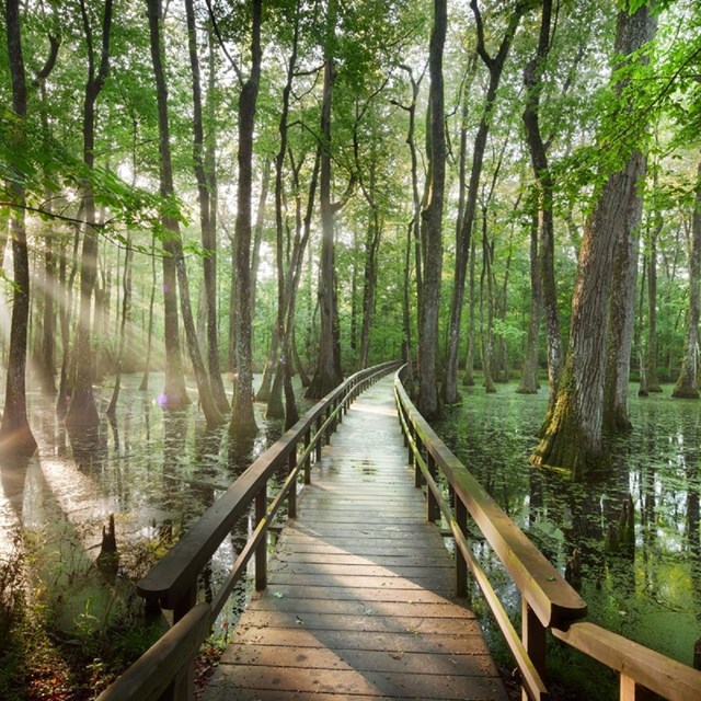 Natchez Trace 