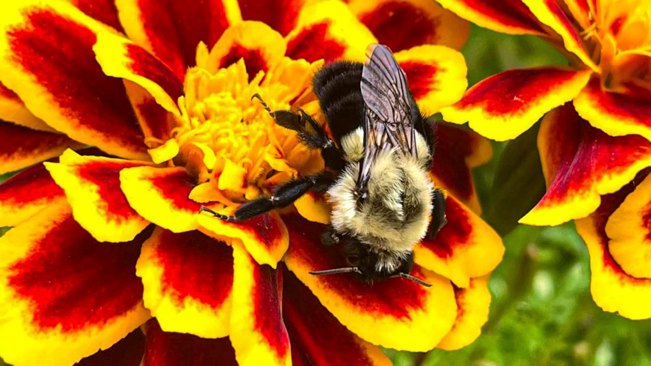 A busy bee on top of yellow and red flowers