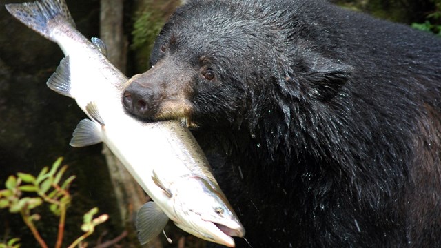 A black bear with a large fish in its mouth.