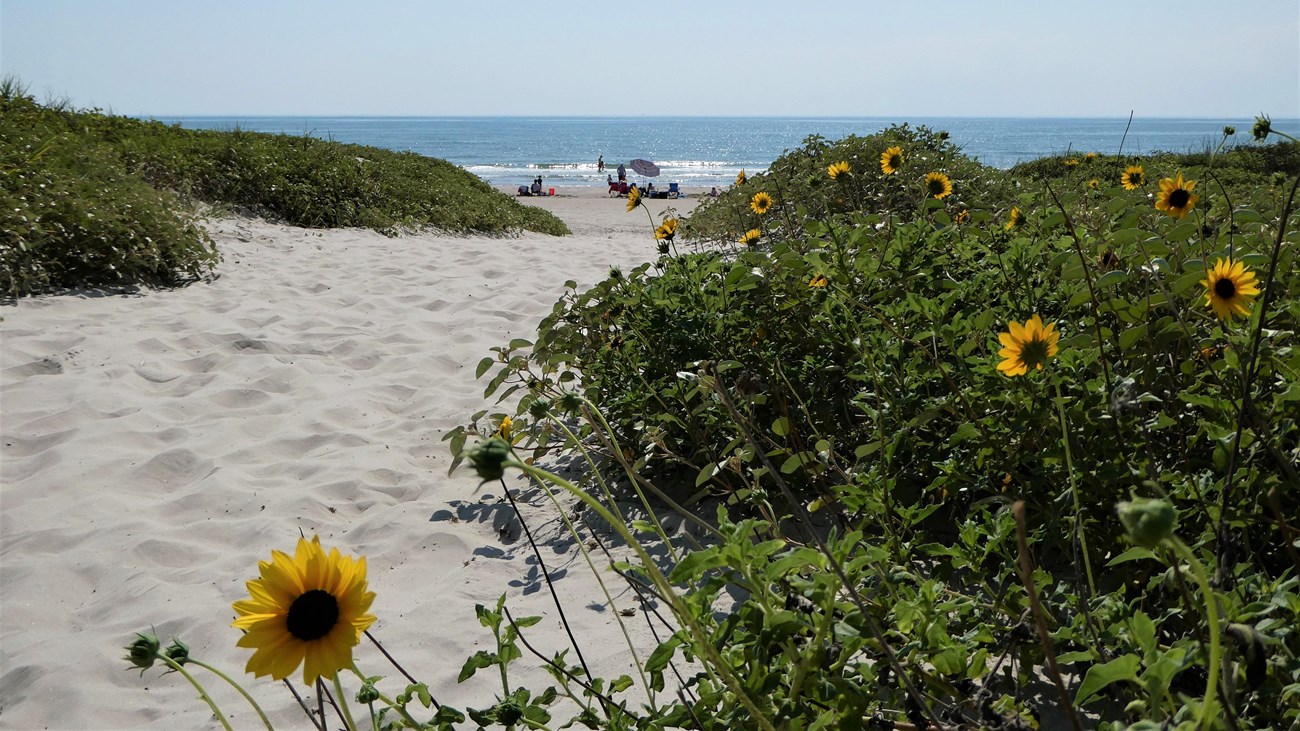 A sand trail lined with flowers leads to a beach.