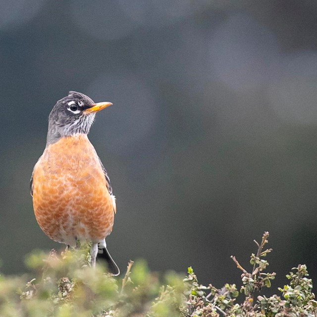 A copper-breasted bird with a black head sits on green shrubbery. 