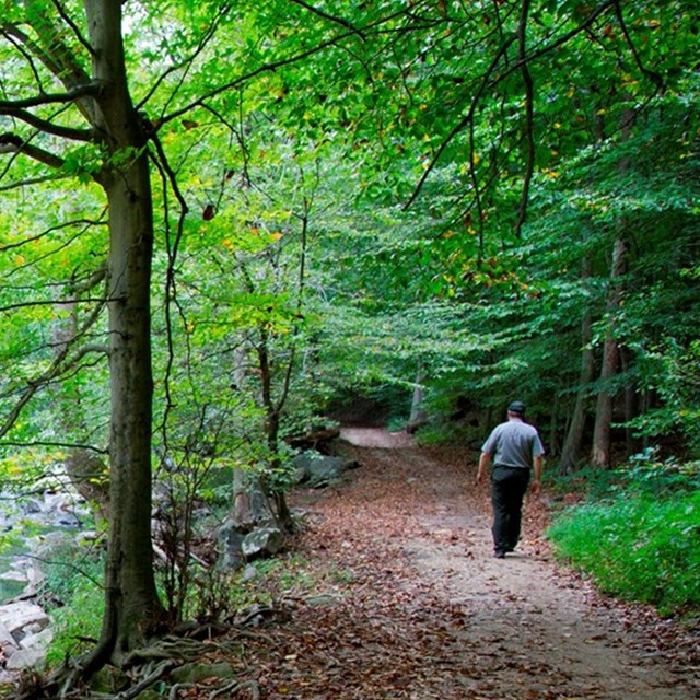 Person walking on trail in the woods