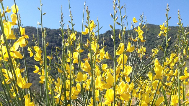 Bright yellow flowers