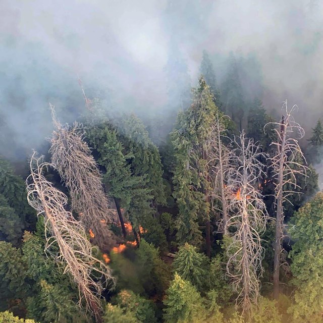 Smoke from fire rises above live and dead pines, while flames smolder in the forest.