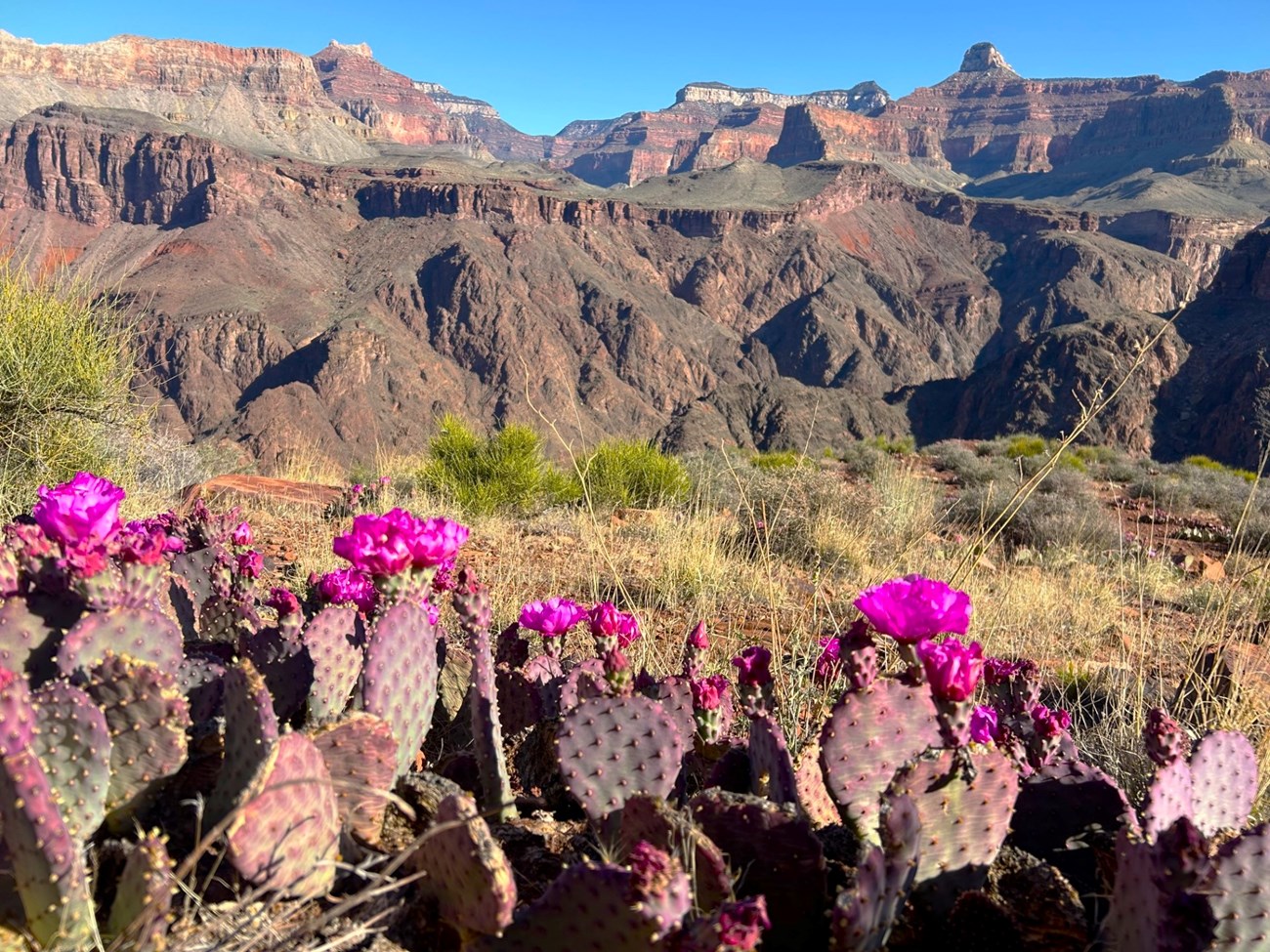 On a flat terrace cacti pads with a purple tint, their edges covered with bright purple-pink flowers, with canyon cliffs and peaks rising in the distance.