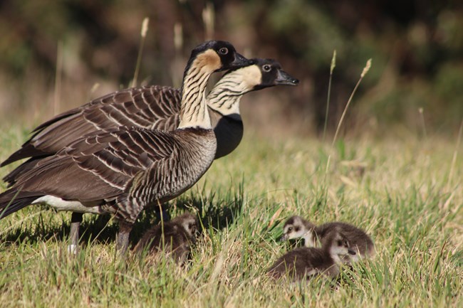 Brown, white, and black birds stand in green grass