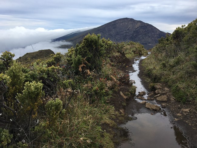 Green native shrubs along the flooded rocky trail with crater ridges in the distance