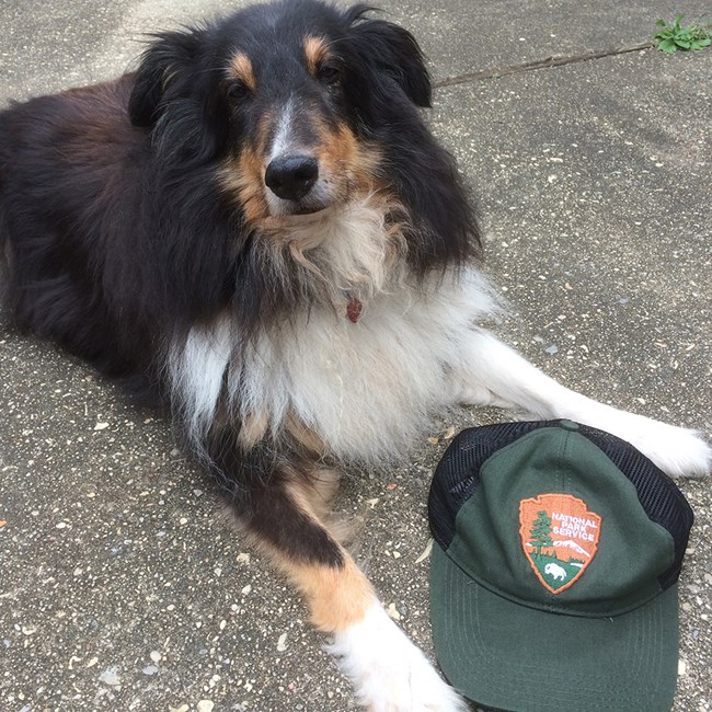 Dog laying down next to National Park Service ballcap