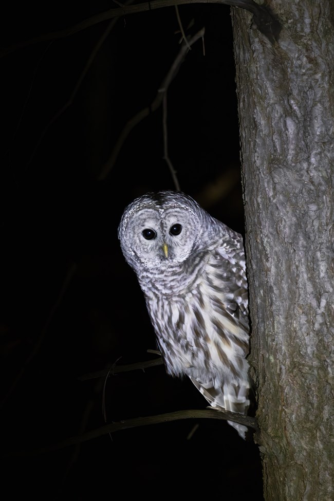 Barred owl peering at camera from behind tree at night