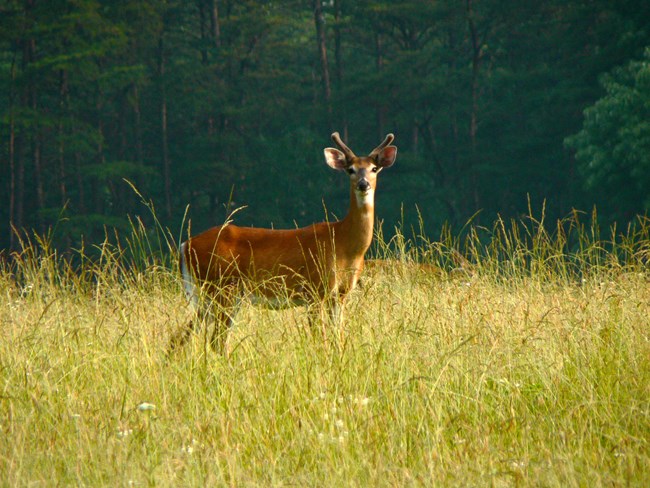 White-tailed deer