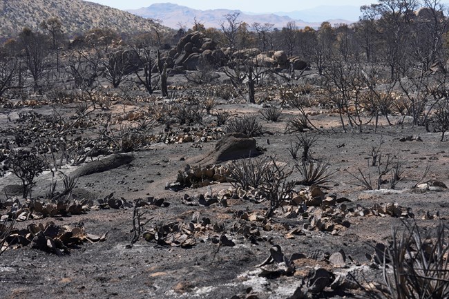 A desertscape burned including cactus and various vegetation.