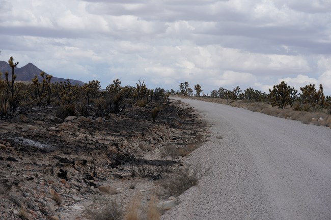 Gravel road going through a burned area.