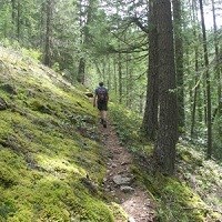 A hiker walks through the forest.