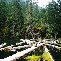 Logs float in a small lake.